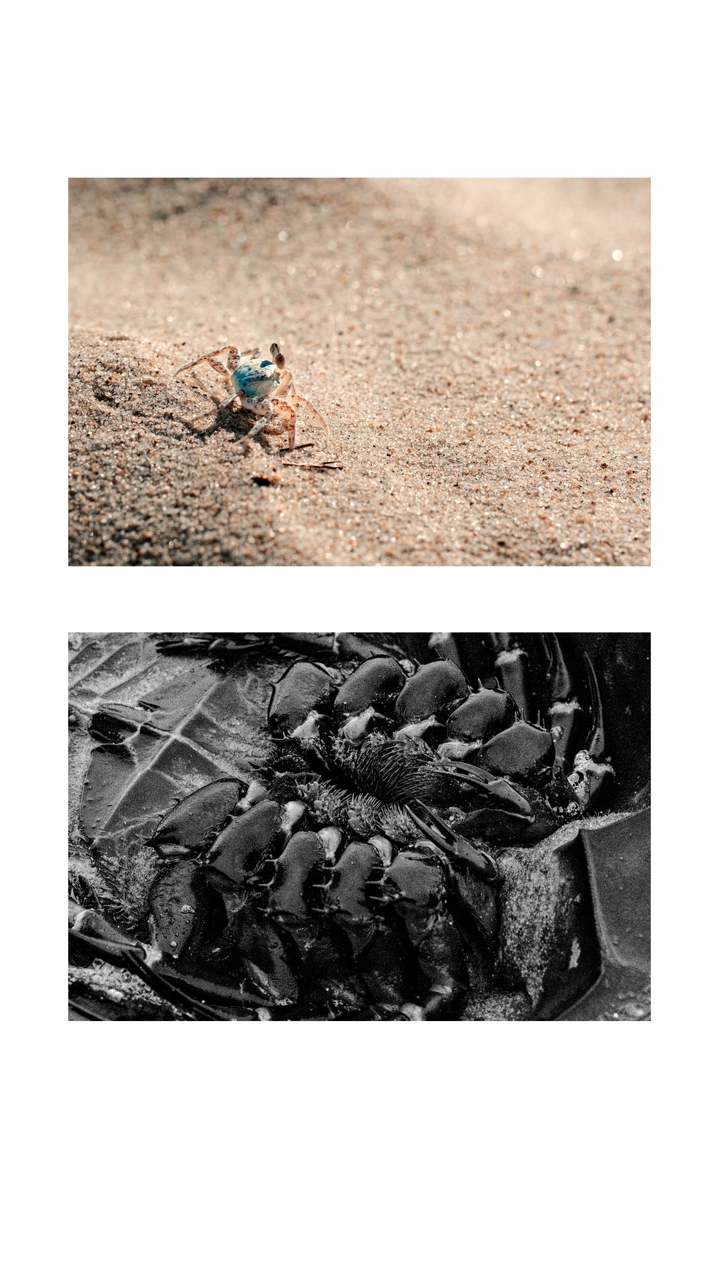 A tall matte diptych pairing a small blue crab on bright sand with a monochrome horseshoe crab detail.